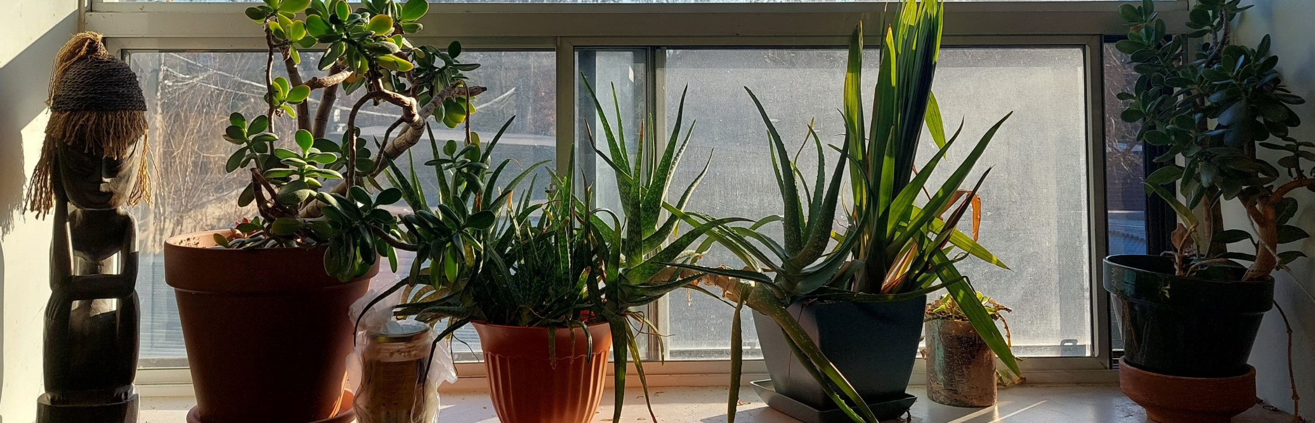Plants sitting on a shelf in the sun